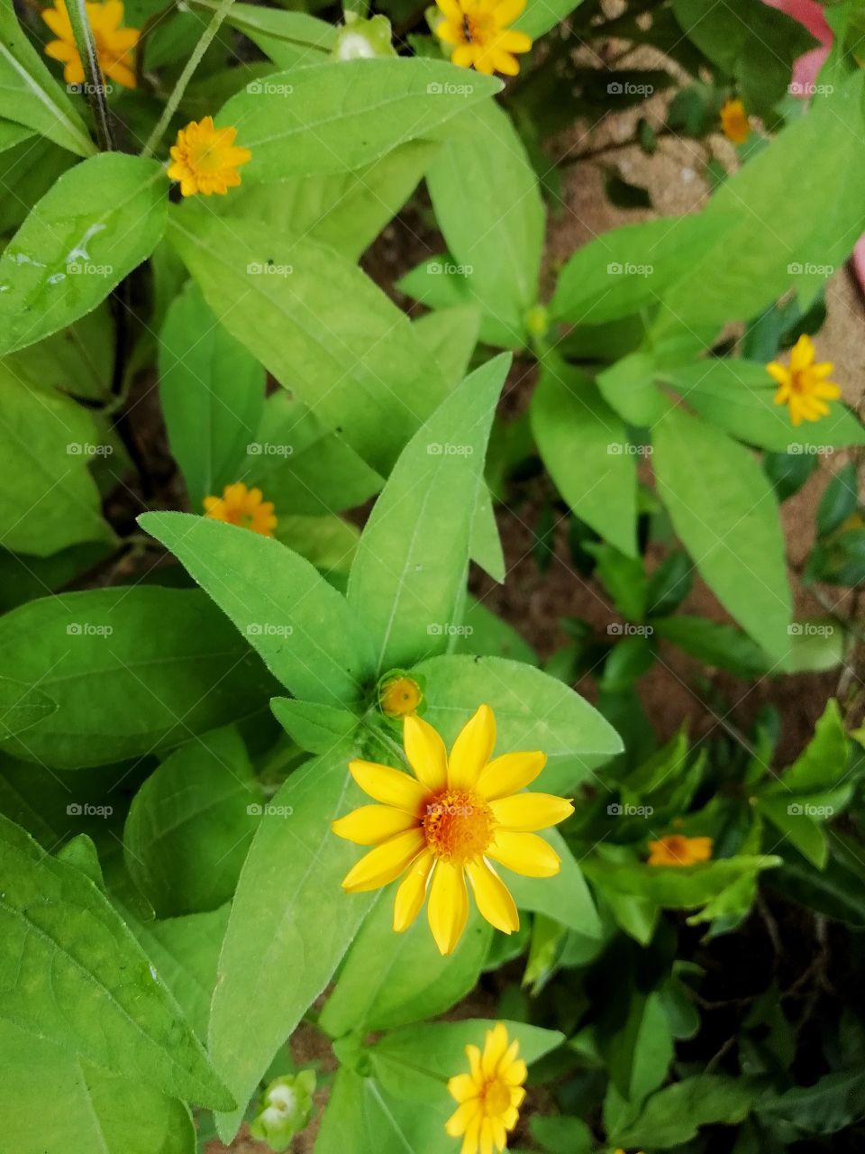 Yellow Flowers