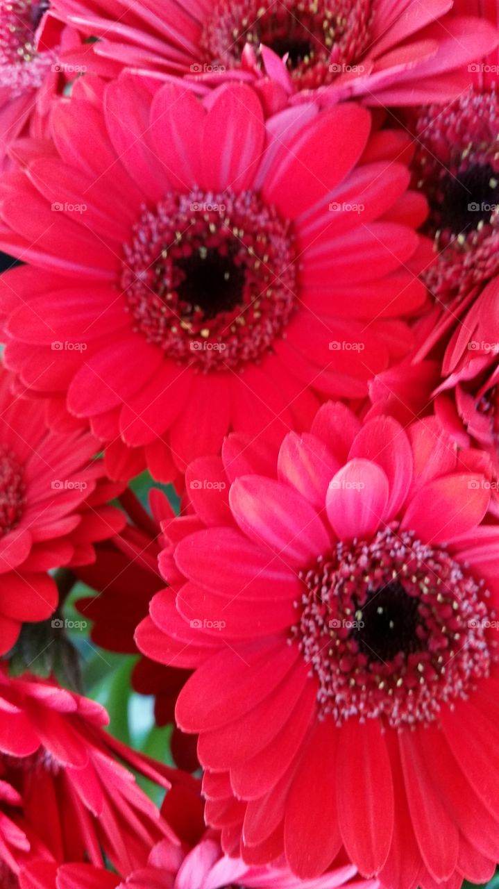 reds flowers