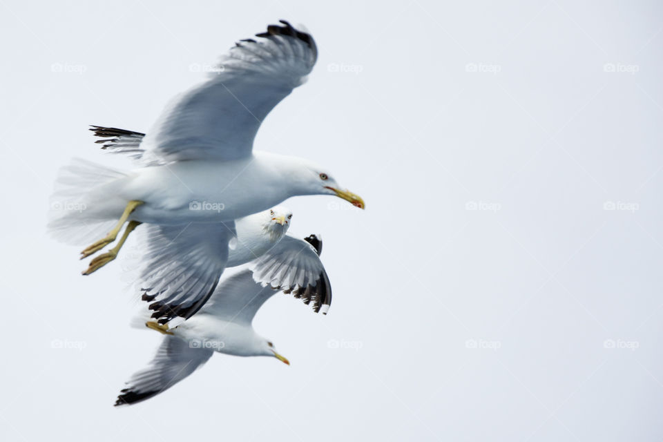 three seagulls flying. three seagulls flying while one in the middle looking straight to camera