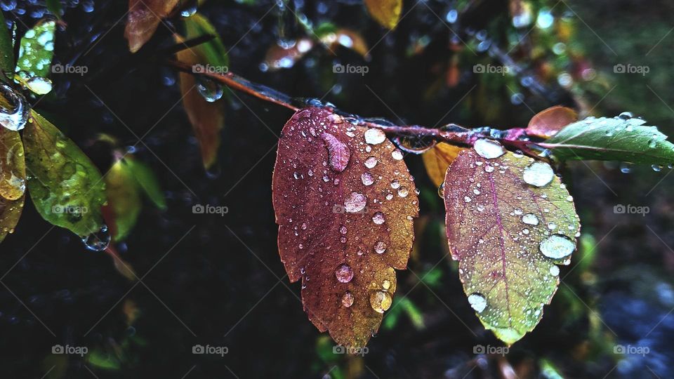 raindrops on leaves