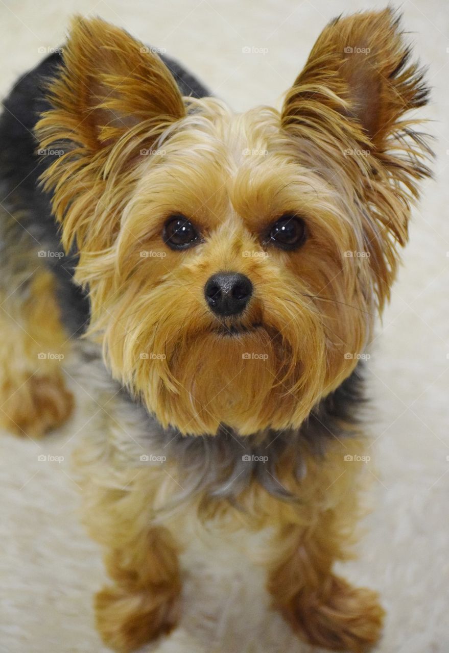Happy Yorkie