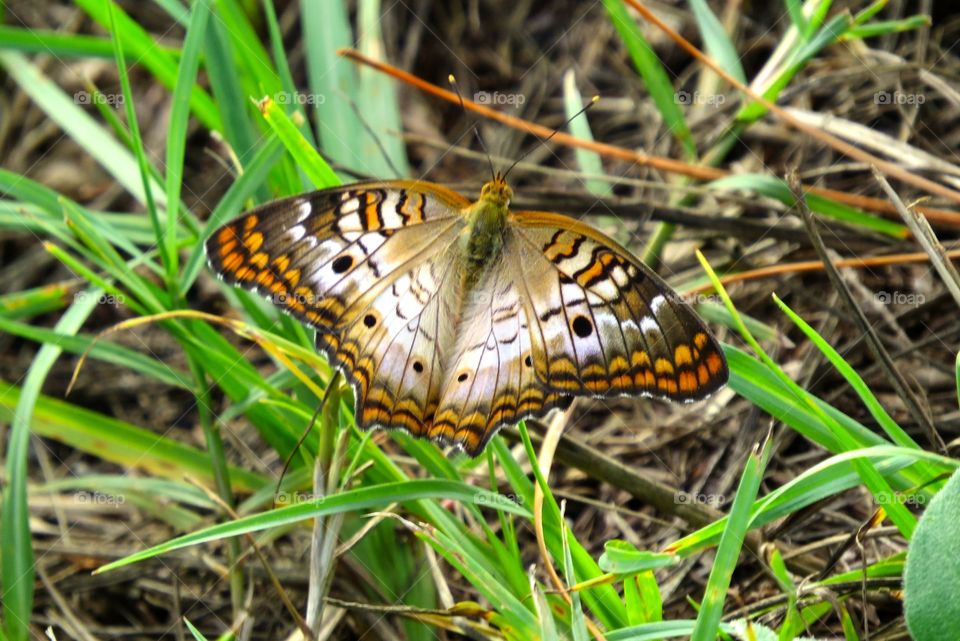 Butterflies fly away