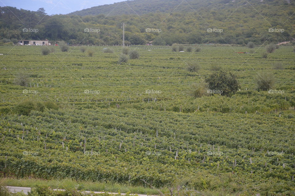 Vineyard's Vrbnik Croatia