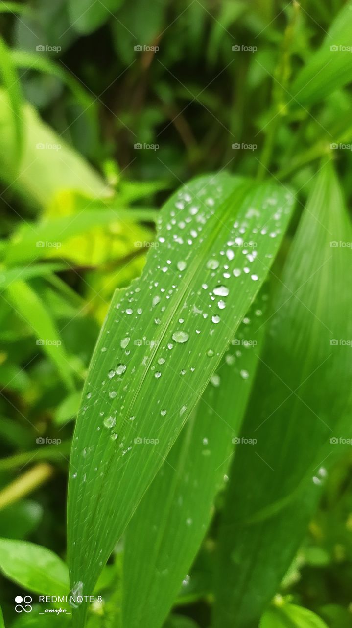 A blade of grass adorned with the morning rain making it a beautiful scene for the eye. Feel the freshness here. 🤗💚
