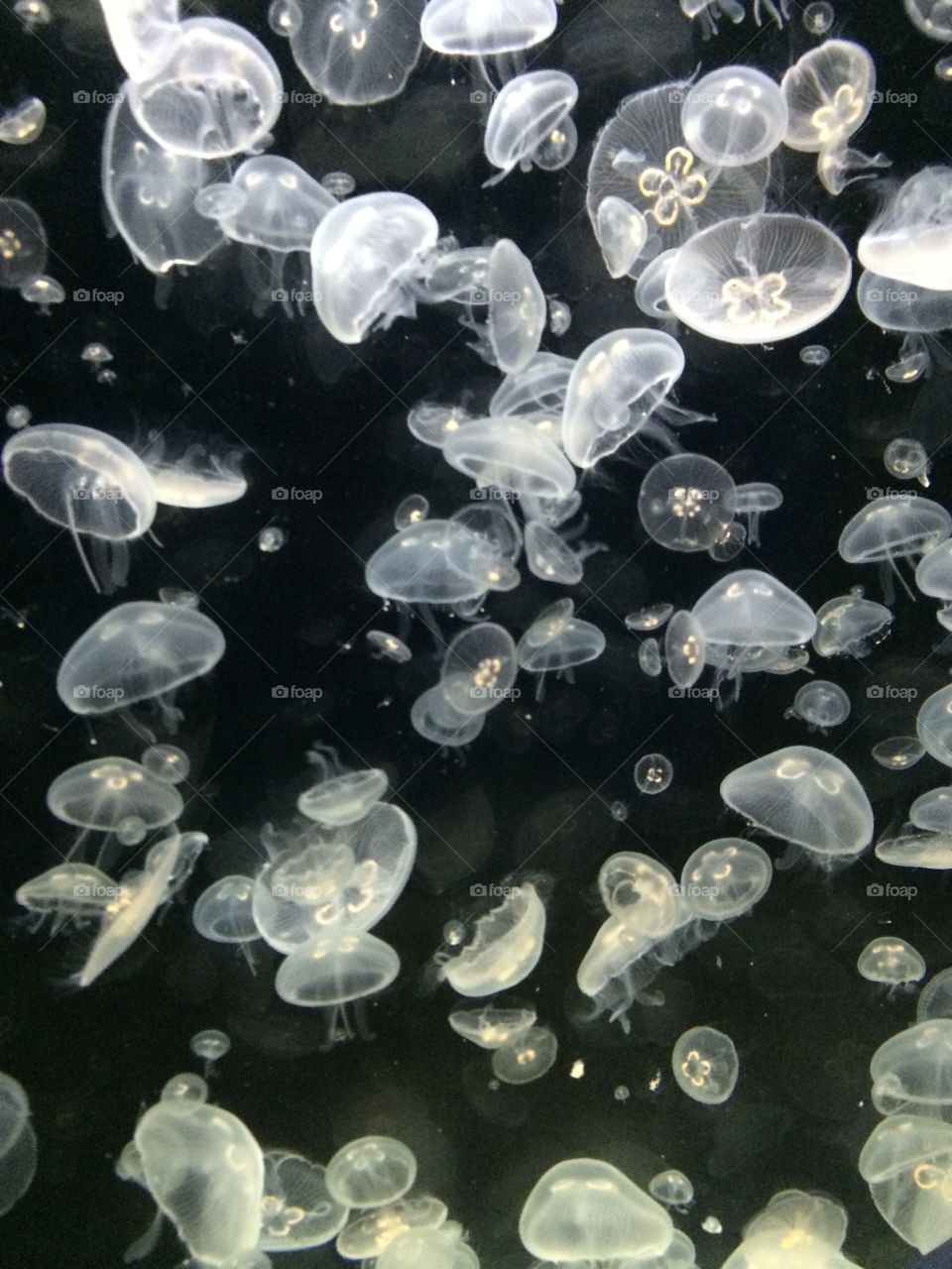 Jellyfish 1