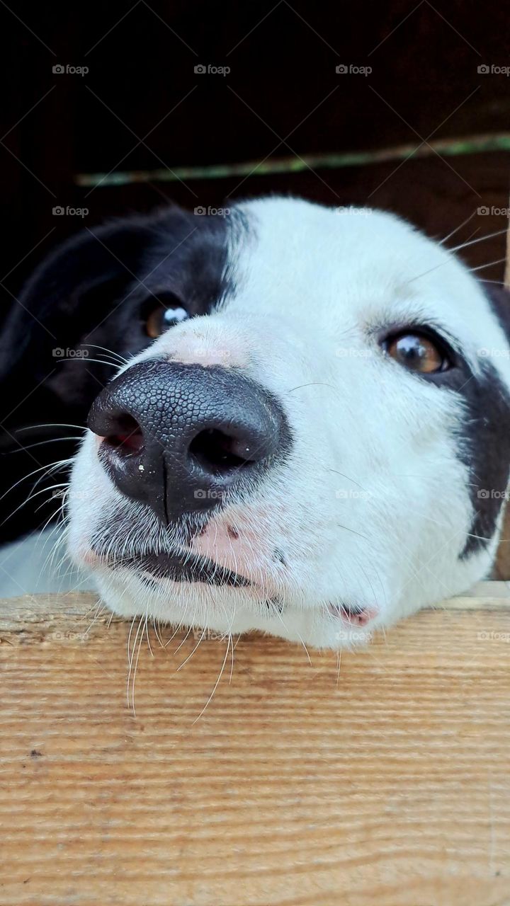 The dog is waiting for a friend