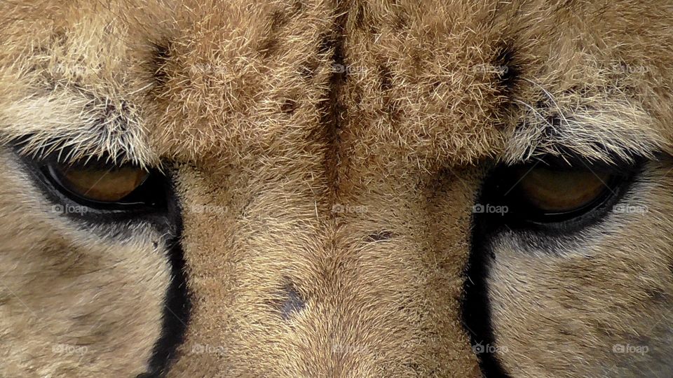 Close-up shot of a scarred cheetah’s face.
