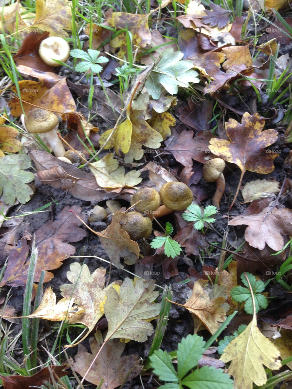 High angle view of mushroom in forest