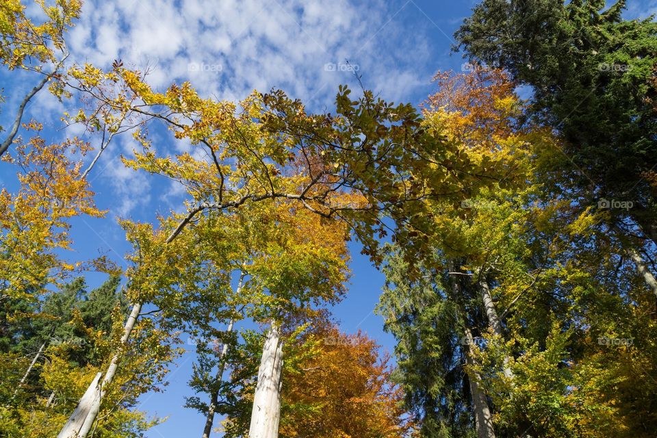 colorful leaves on the trees during autumn