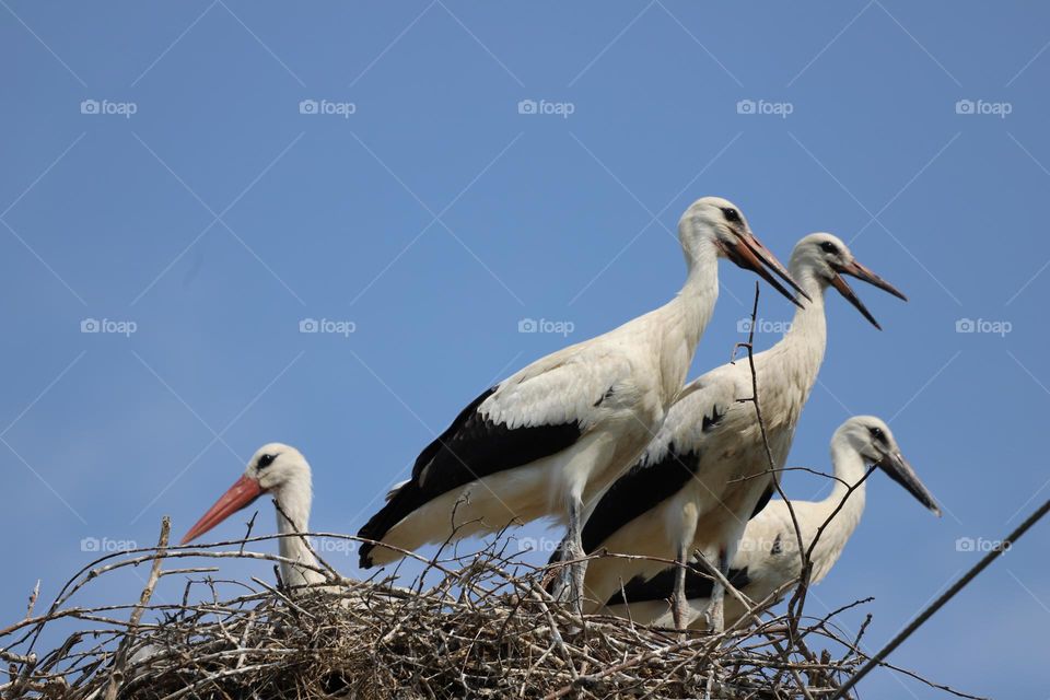 Stork family in a nest