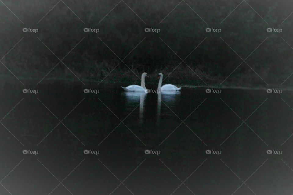 Swans. Swans at night
