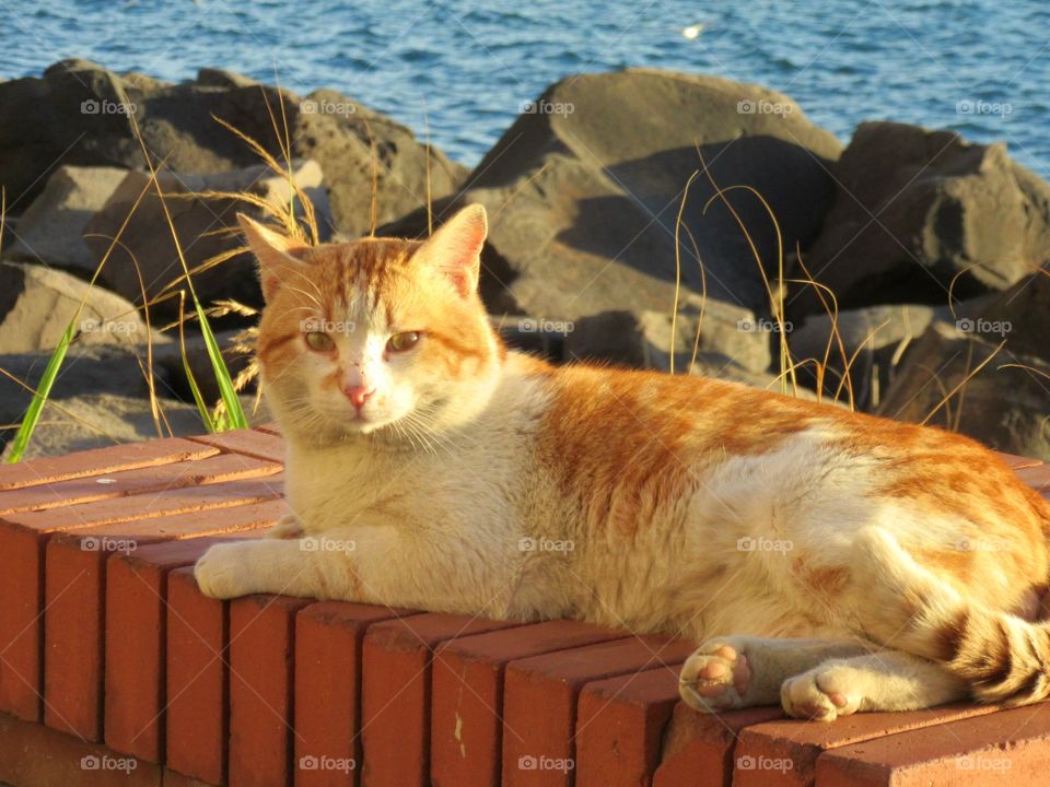 Cat in Naples ( Italy ).