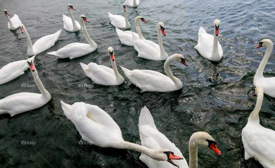 Birds 🦢🦢🦢🦢