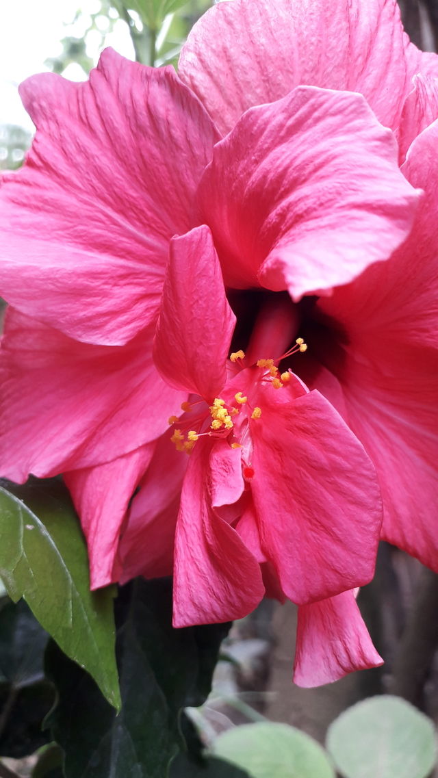 flores