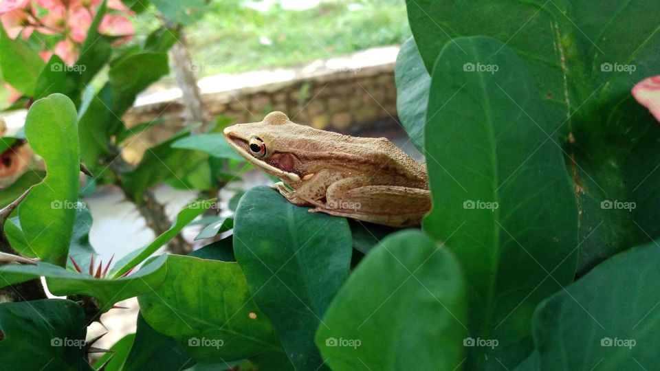 This pond frog is perched on a leaf