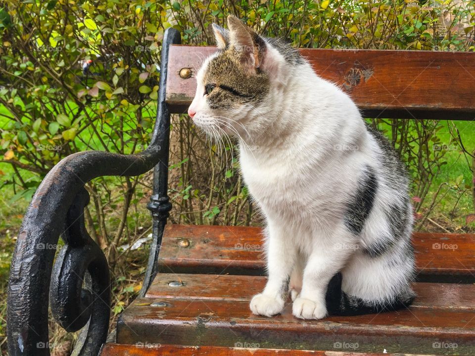 Black and white kitty sitting on bench