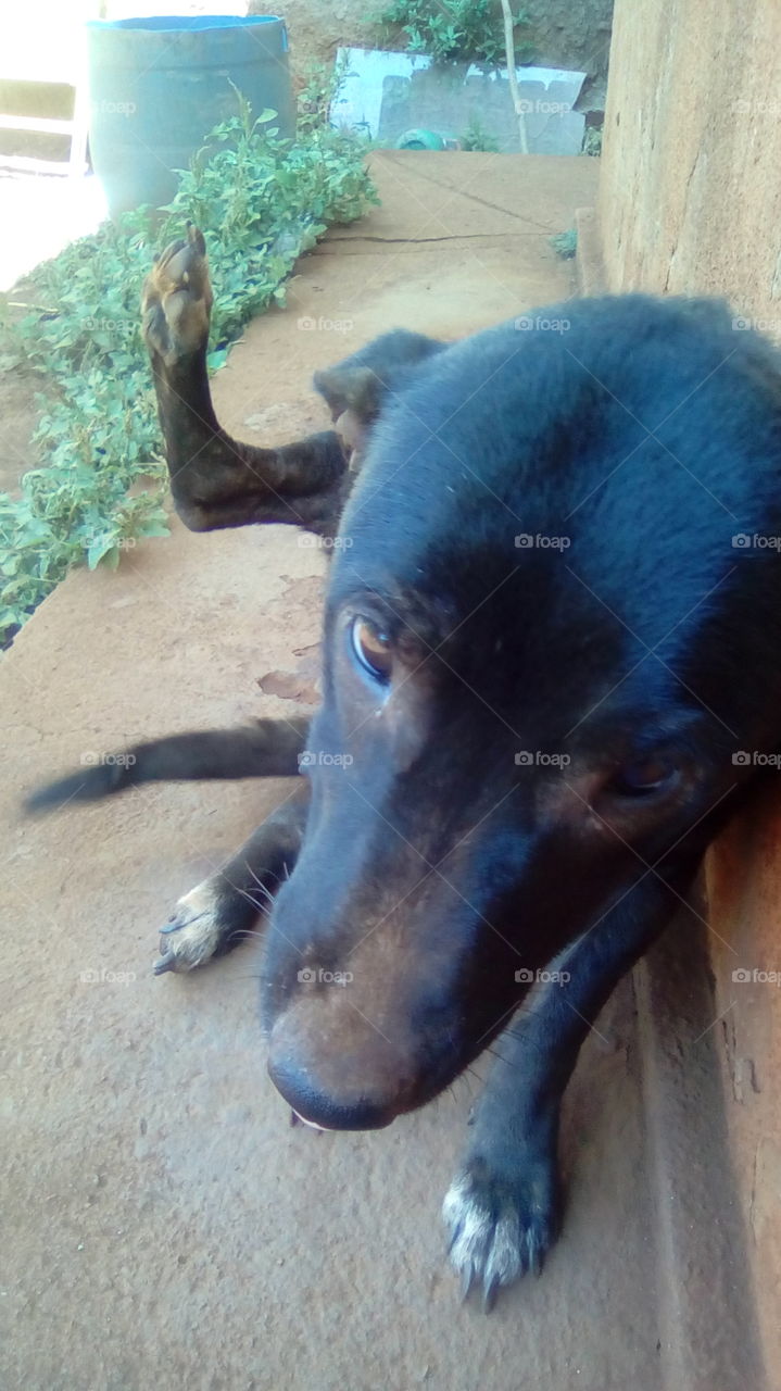 cachorro dizendo um oi com a pata