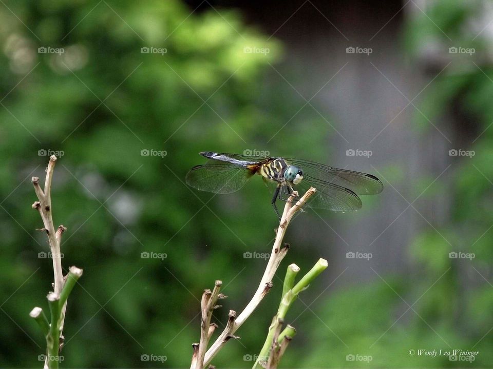 Dragonfly