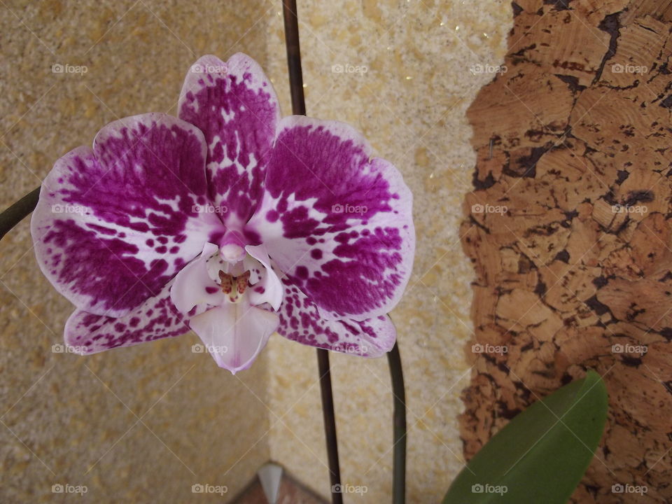 magnifecent orchis