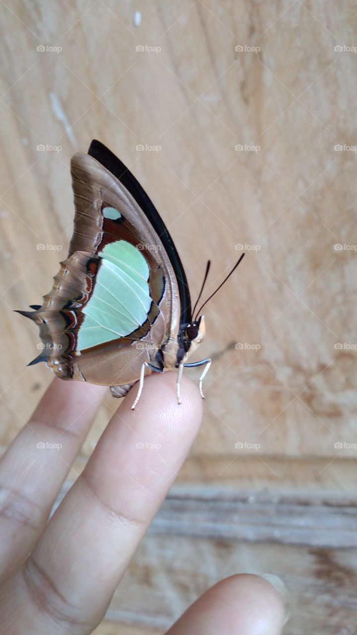 Beautiful butterfly perched on the tip of the finger