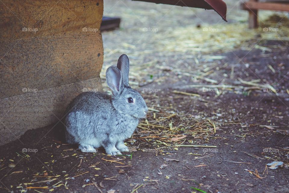 Gray rabbit from a zoo