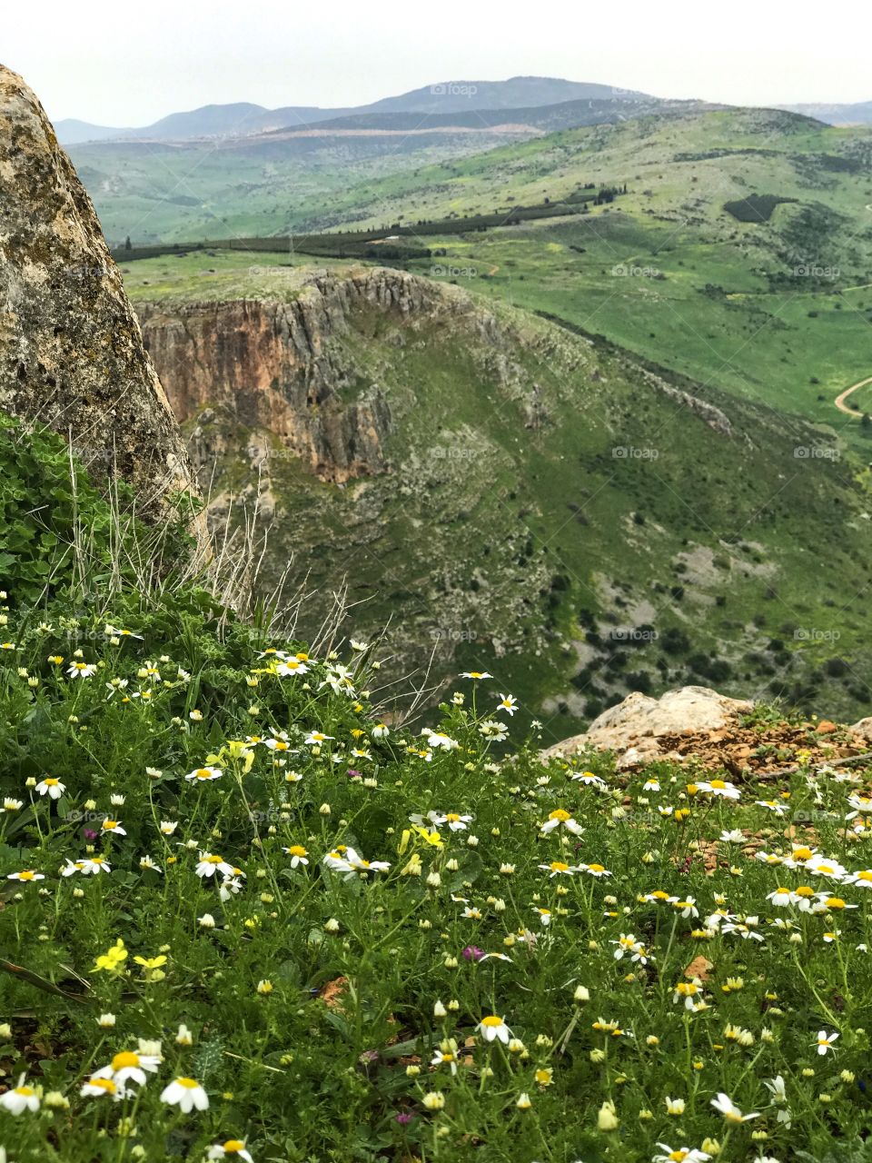 Nature Landscape Wild Flowers in Galilee, Israel. 