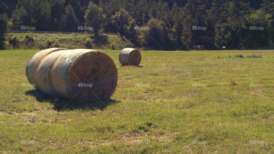 hay bales