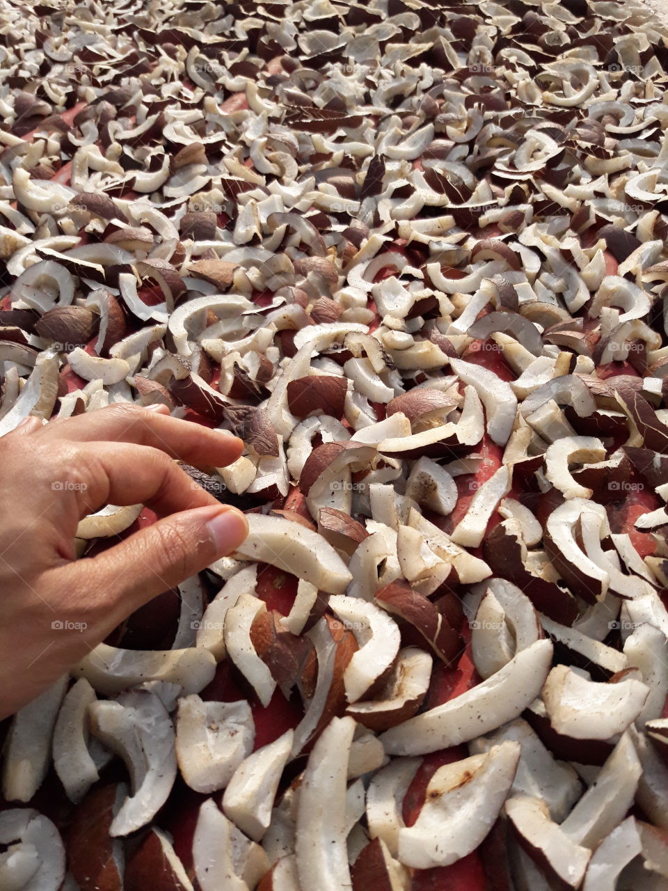 Coconut Copra or kernels cut and kept to dry in Hot sun to cold press n make oil later