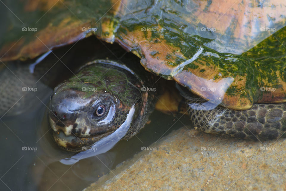 Close-up Turtle on Water