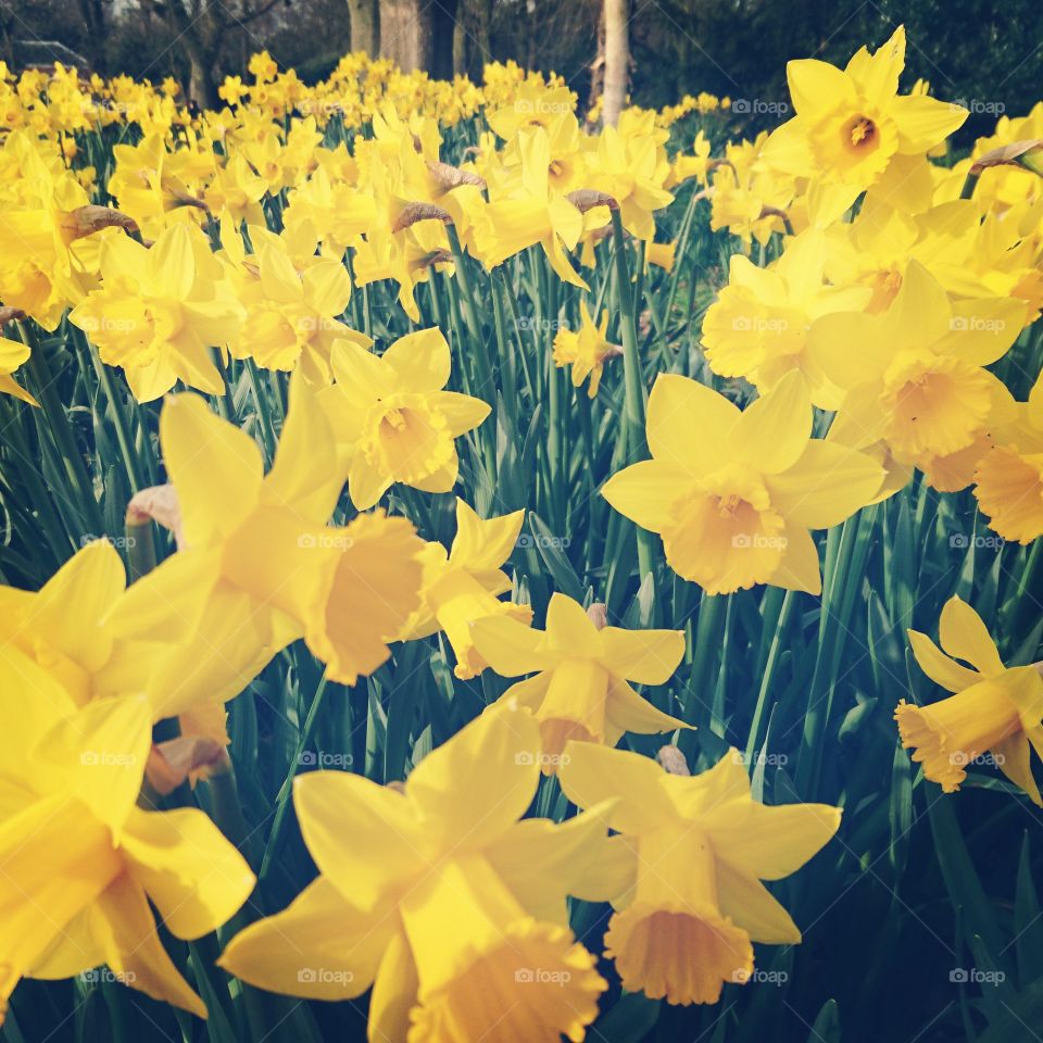 daffodils