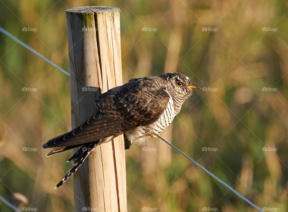 A cuckoo on the wire