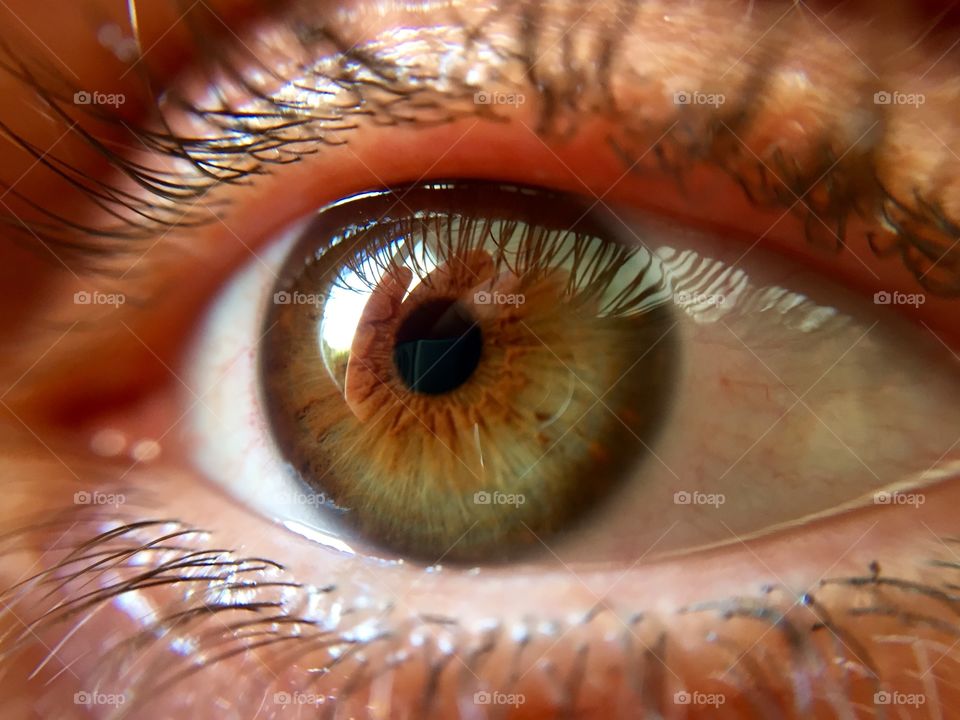 Human eye 