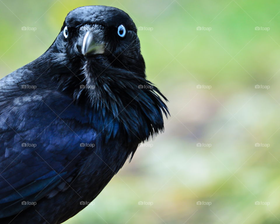Crow looking at the camera