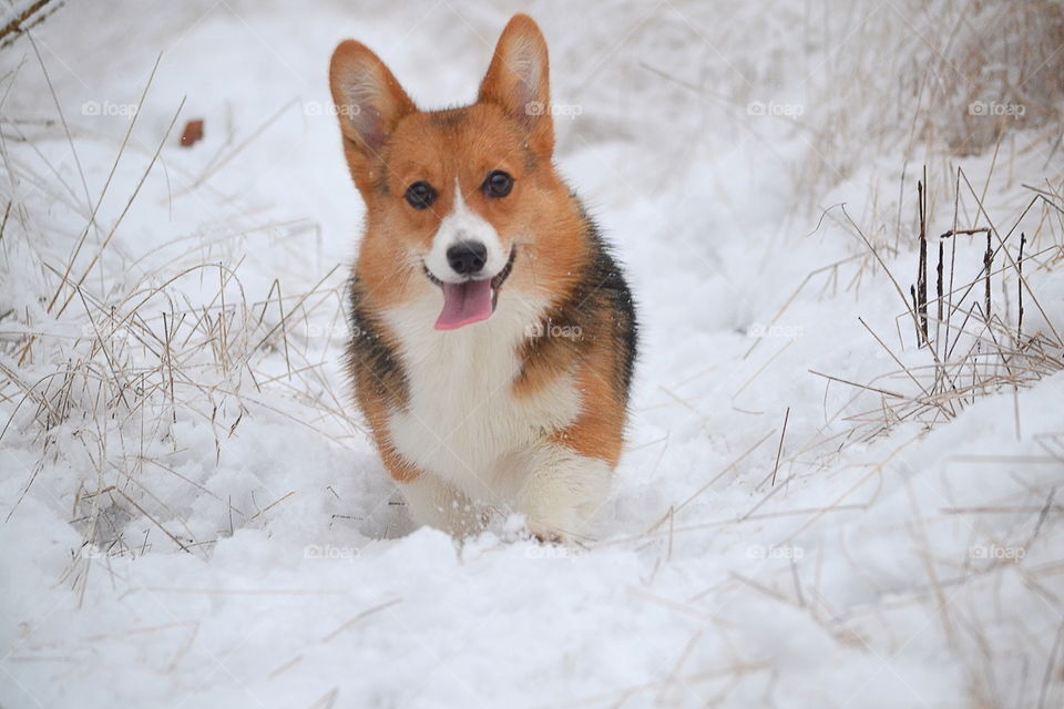 Beautiful happy little dog running in the snow