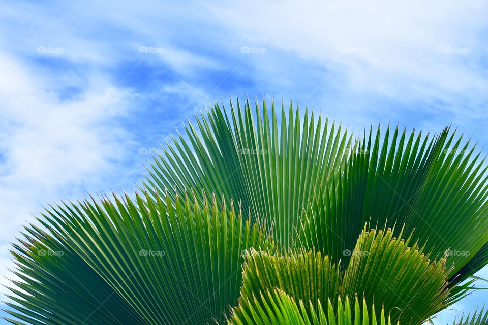 Fan palm and blue skies