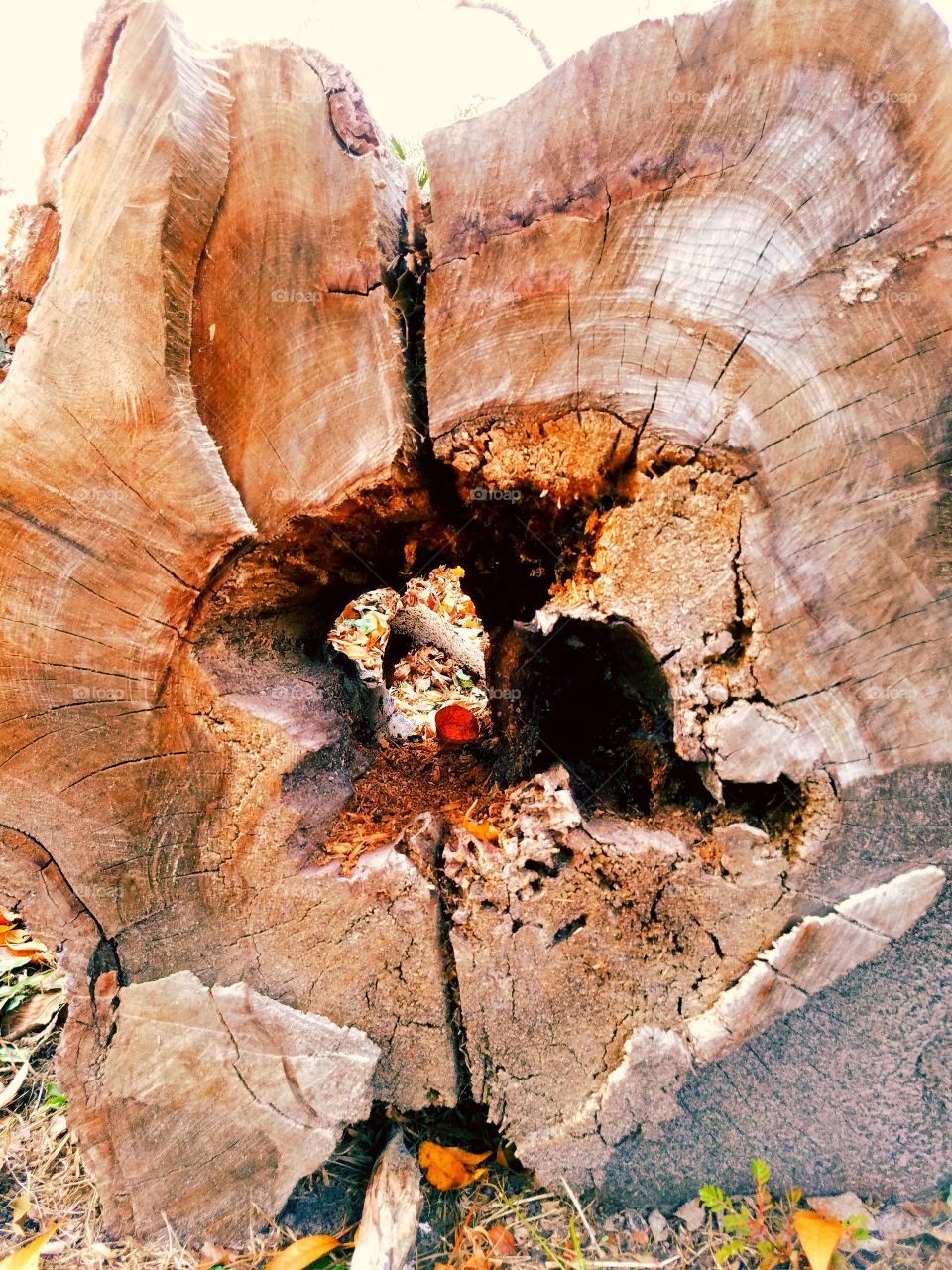 Hollow. A hurricane felled many large oak trees around Savannah, GA. This log section revealed that the interior was hollow. I love the rich tones on the raw wood.