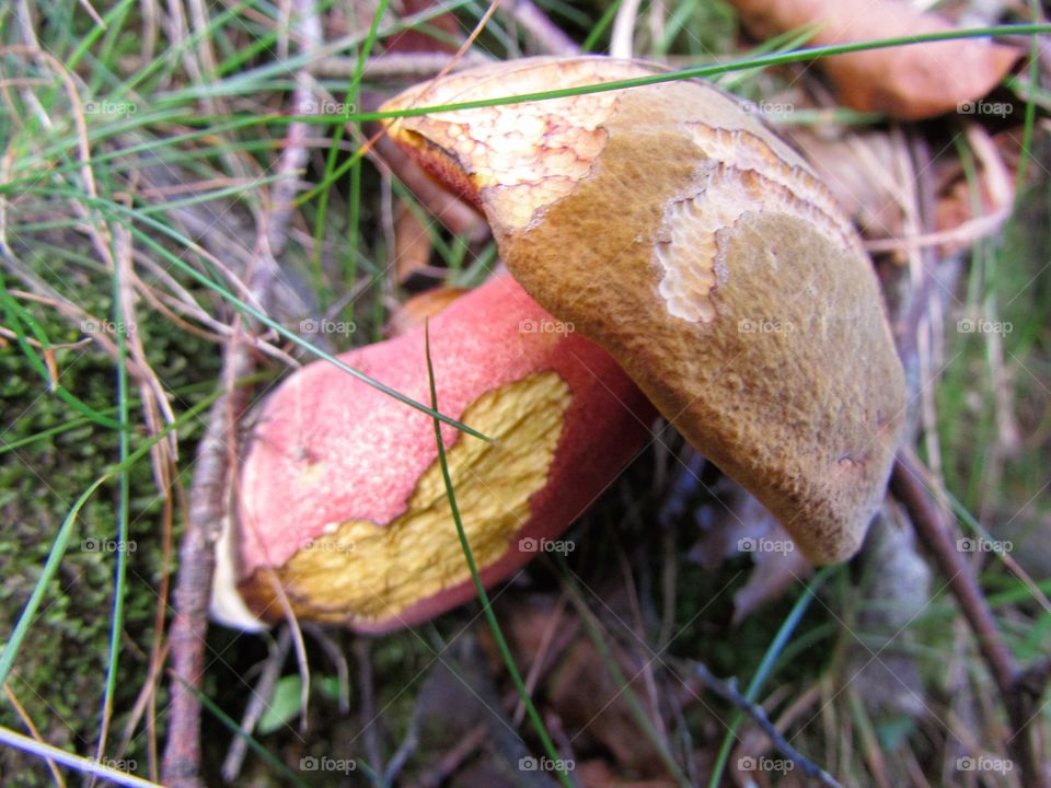 Red cracking bolete