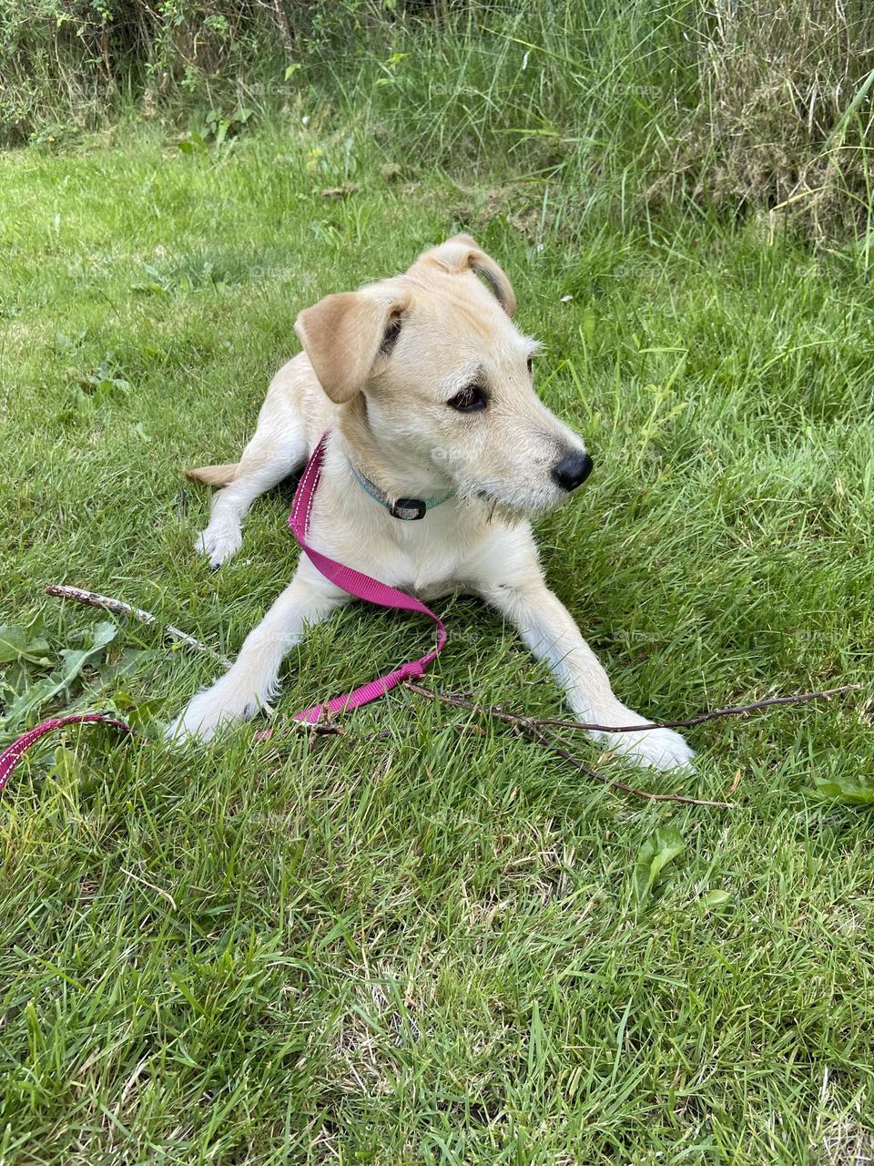 Playful puppy in the grass