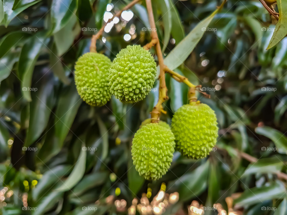 litchi fruit hanging in the tree
