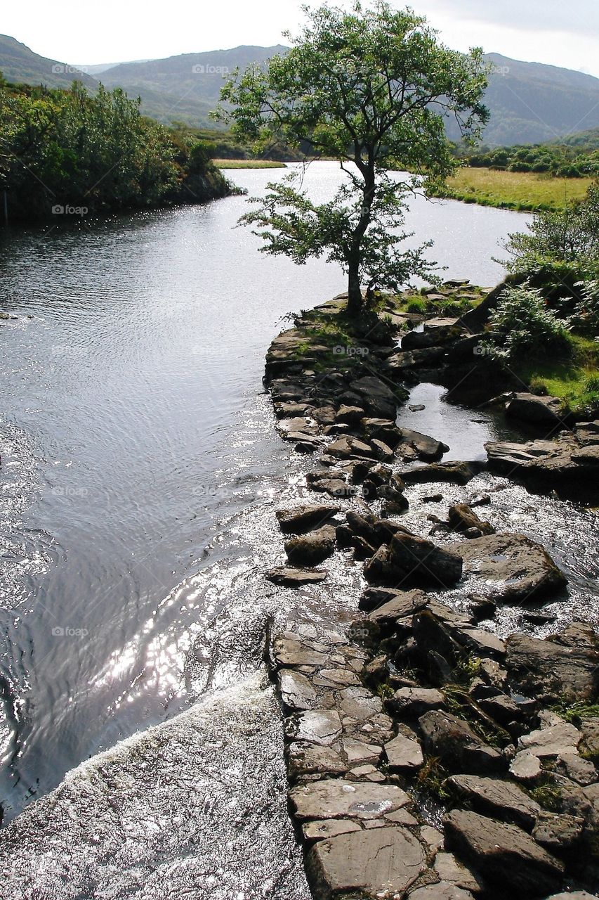 Tree and river