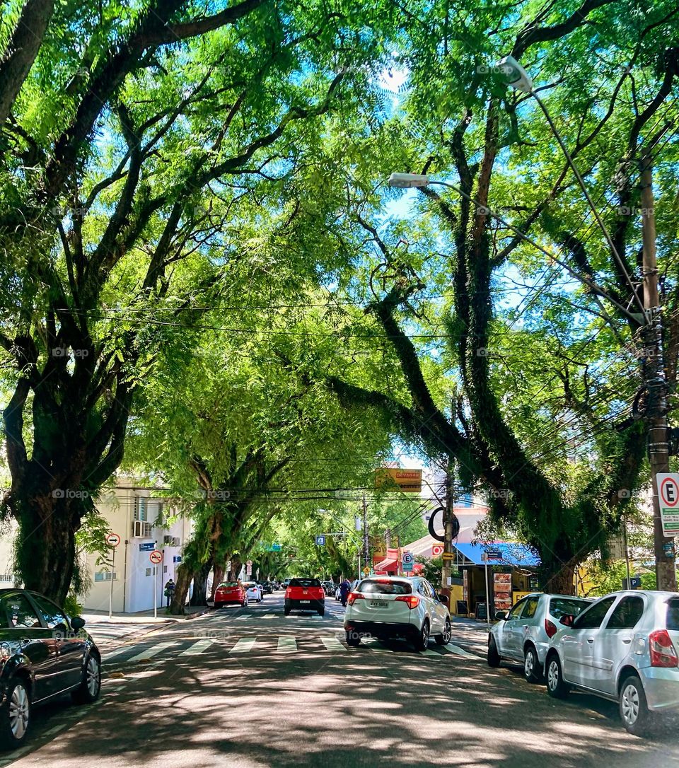 Eu sei que a Rua Anchieta, em Jundiaí, tem o charme das suas árvores.  

A pergunta é: todas estão “saudáveis”?

Vira e mexe, por aí, quando há temporal, muitas delas desabam ou galhos se quebram. Vale ter atenção!