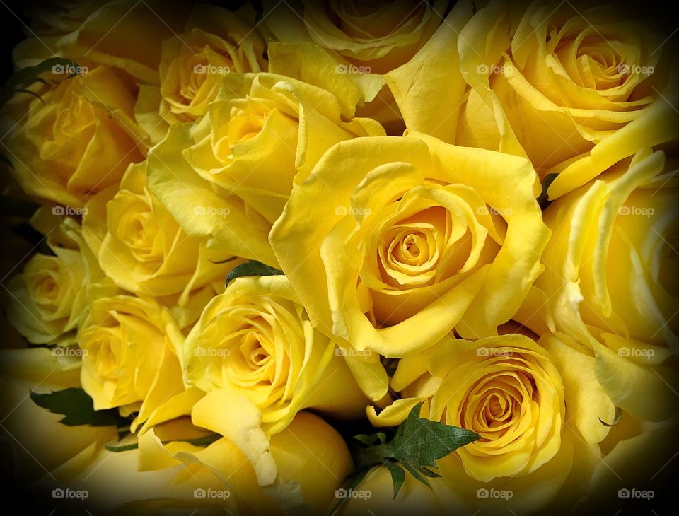 Yellow roses. Yellow roses

