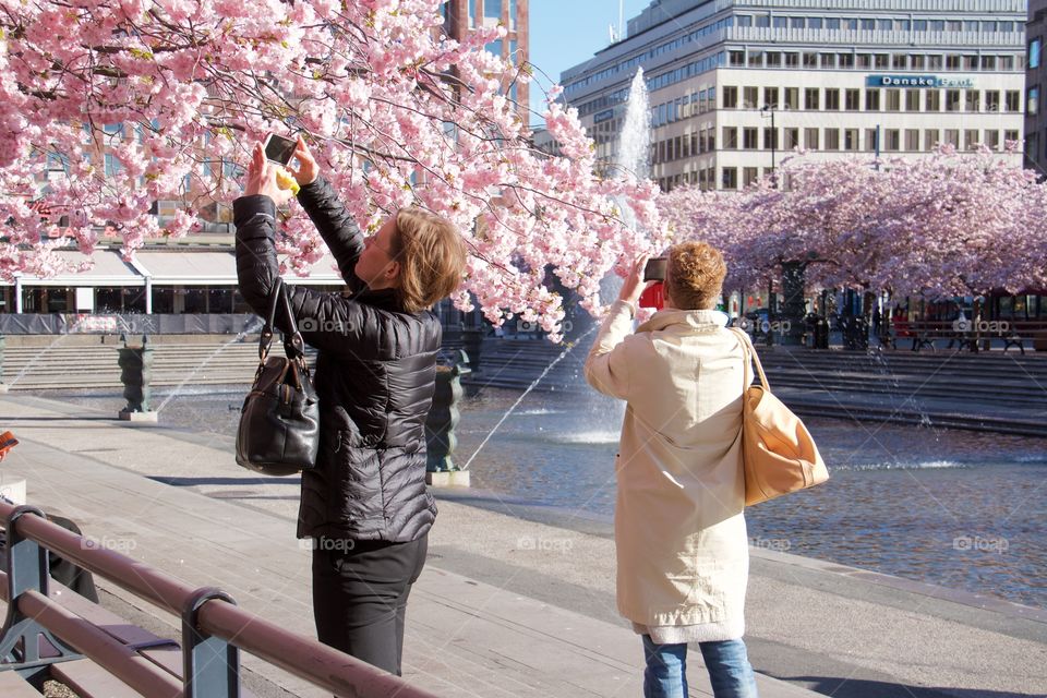 Spring in the world . Spring in Stockholm, Sweden 