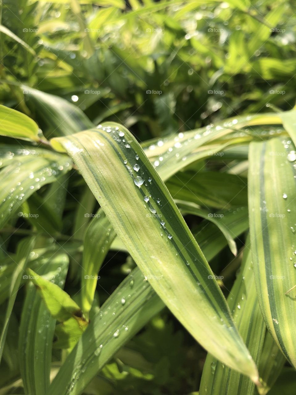 Full frame closeup of water droplets on green foliage 