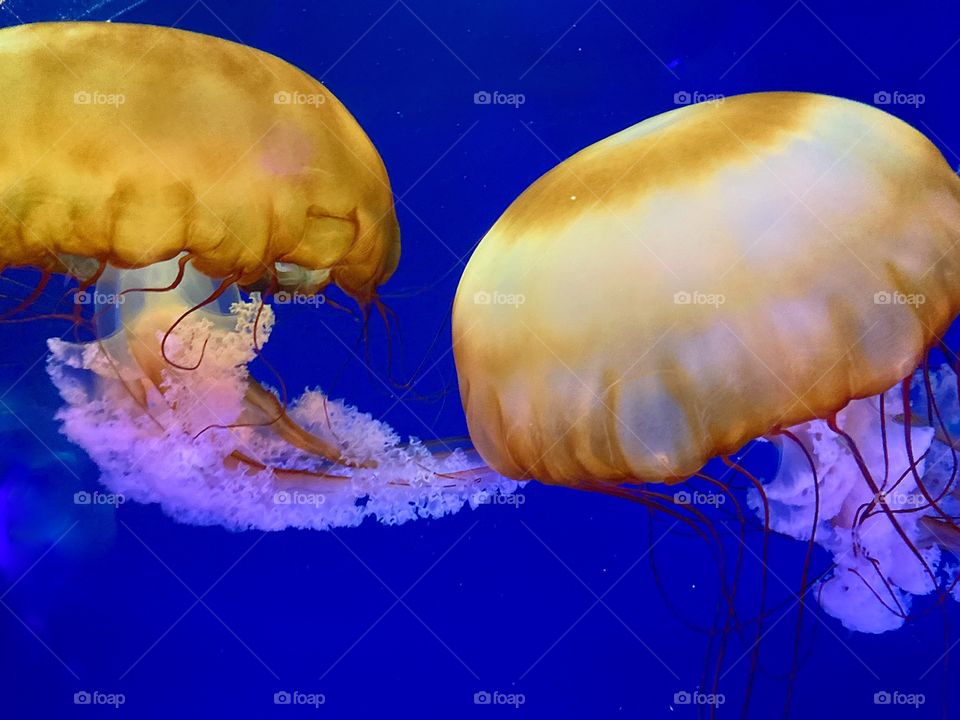 Jellyfish 