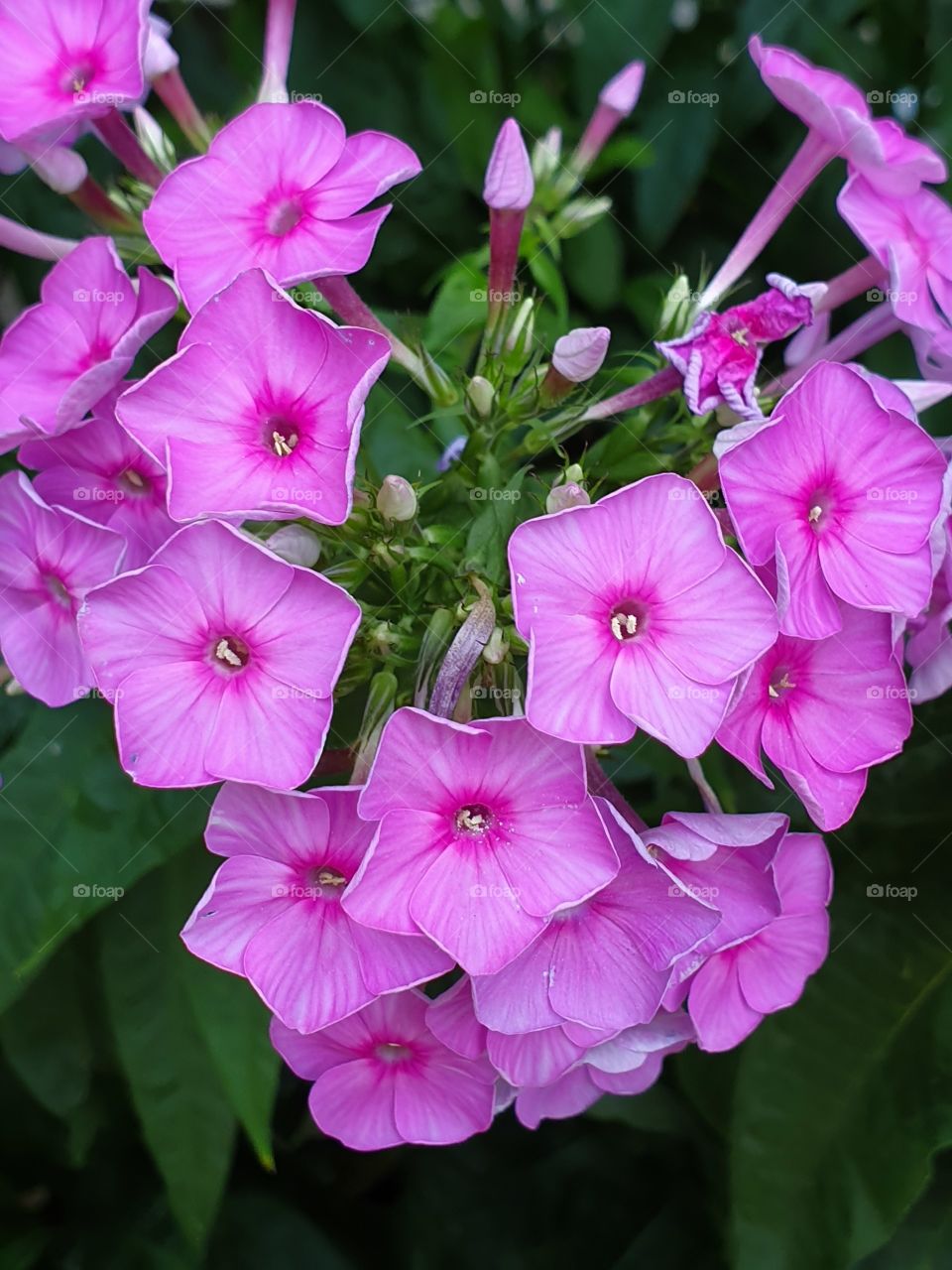 pink flowers bouquet