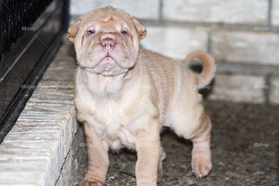 Sharpei Puppy