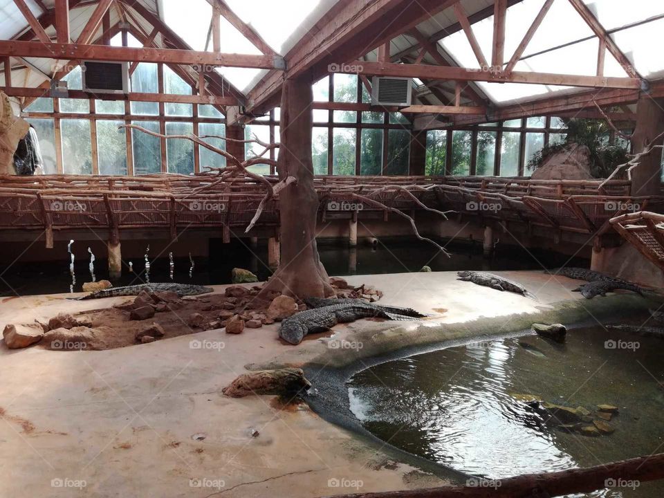 Crocodile