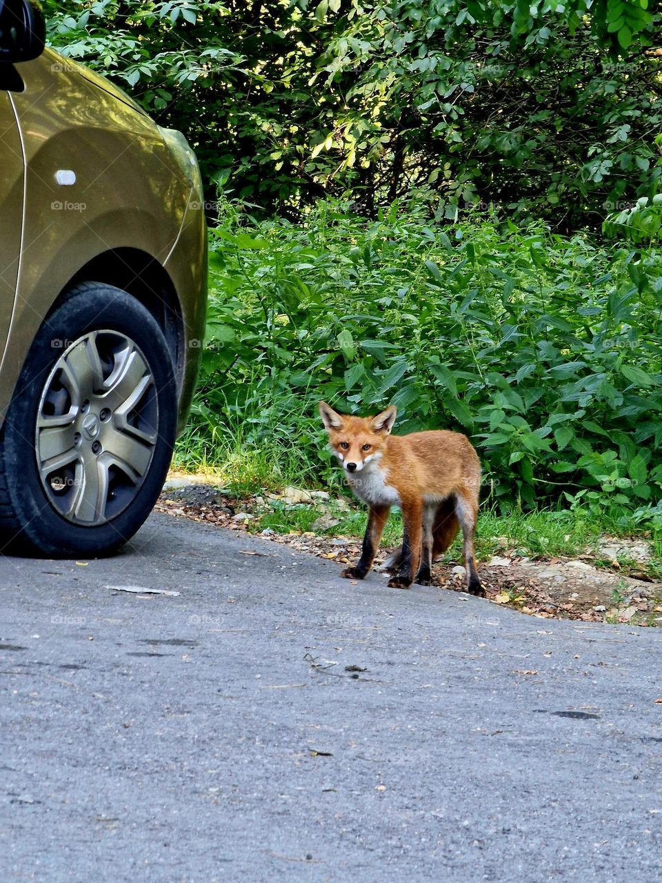 fox and car