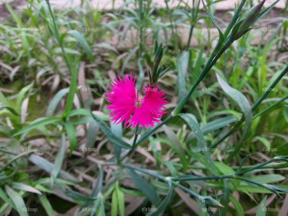 flower